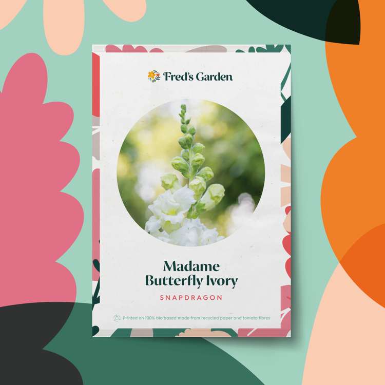 Lejongap 'Madame Butterfly Ivory' (frö)